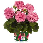 Зональная, кустовая пеларгония (герань) Big EEZY Pink